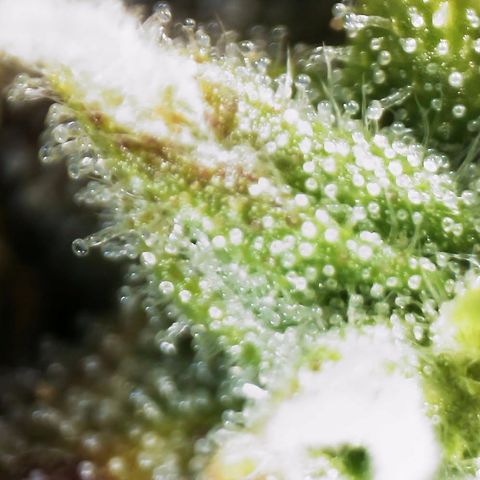 AK-47 growlog timeline photo