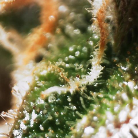 AK-47 growlog timeline photo