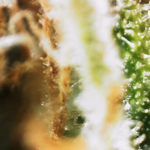 AK-47 growlog timeline photo