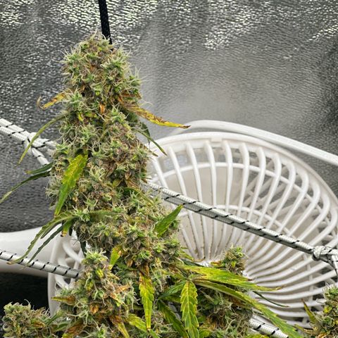 AK-47 growlog timeline photo