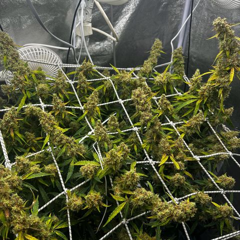 AK-47 growlog timeline photo