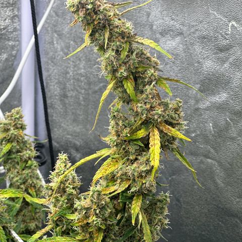 AK-47 growlog timeline photo
