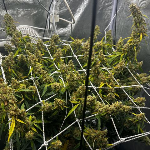 AK-47 growlog timeline photo