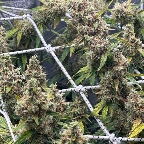 AK-47 growlog timeline photo