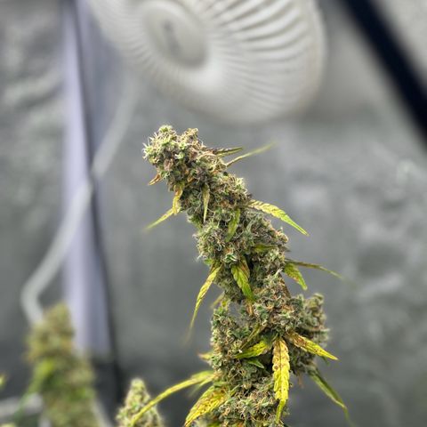 AK-47 growlog timeline photo