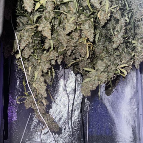 AK-47 growlog timeline photo
