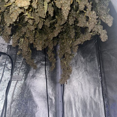 AK-47 growlog timeline photo