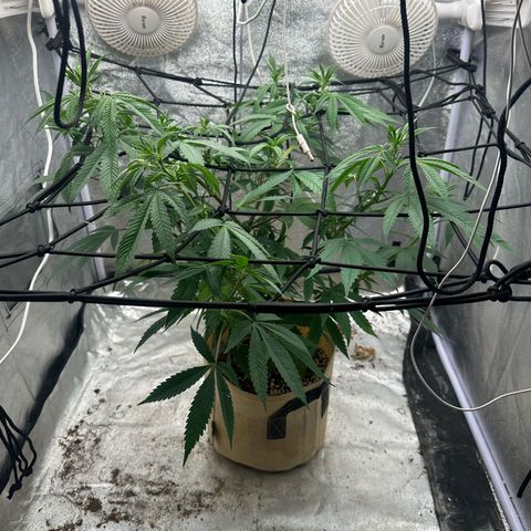 LSD growlog timeline photo