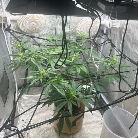 LSD growlog timeline photo