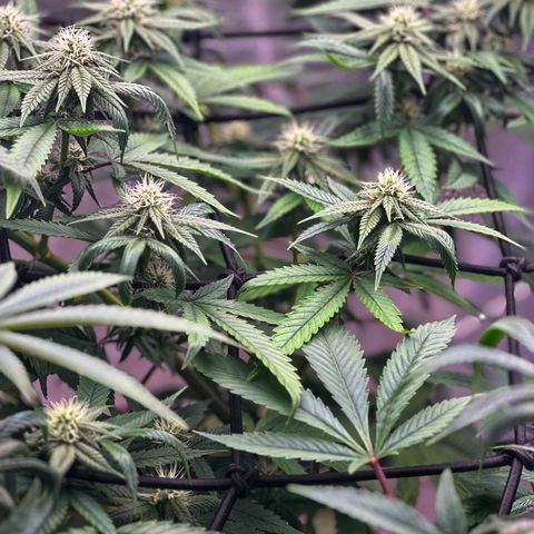 LSD growlog timeline photo