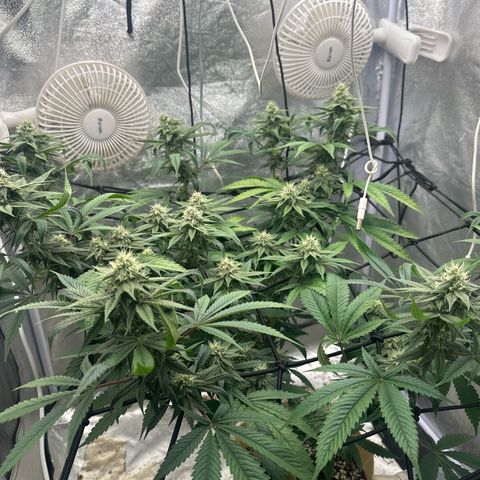 LSD growlog timeline photo