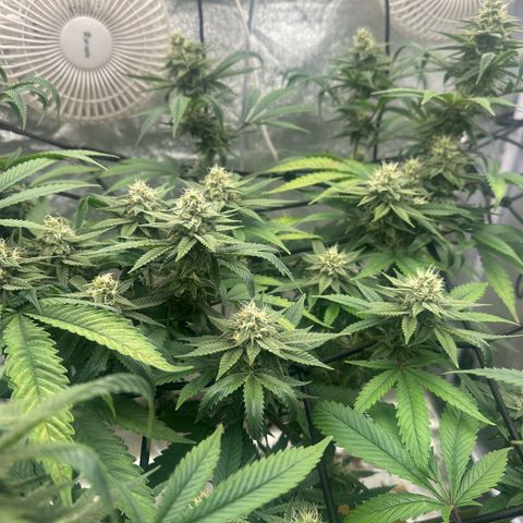 LSD growlog timeline photo