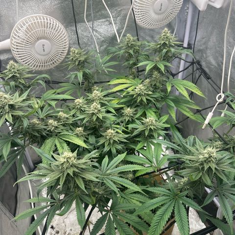 LSD growlog timeline photo
