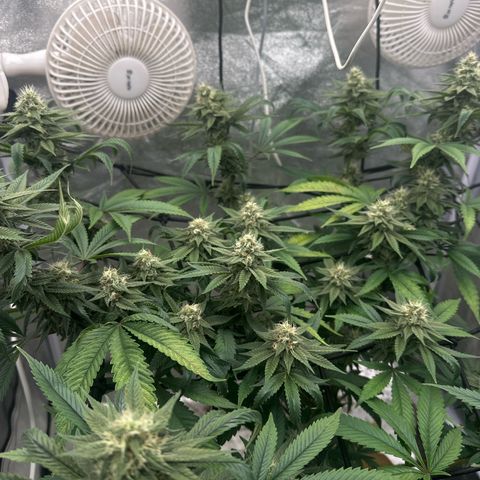 LSD growlog timeline photo