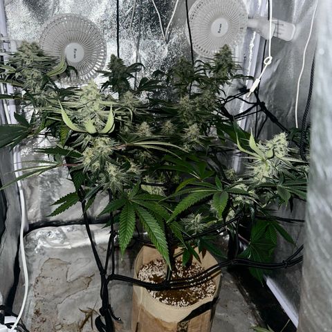 LSD growlog timeline photo