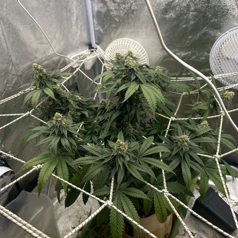 LSD growlog timeline photo