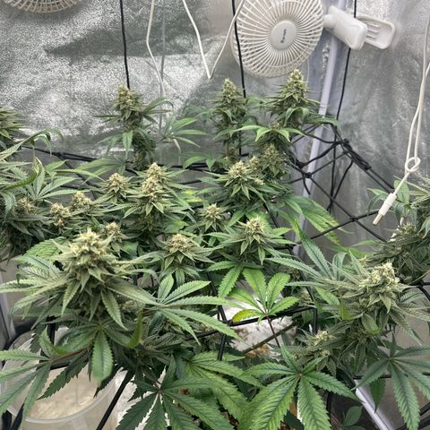 LSD growlog timeline photo