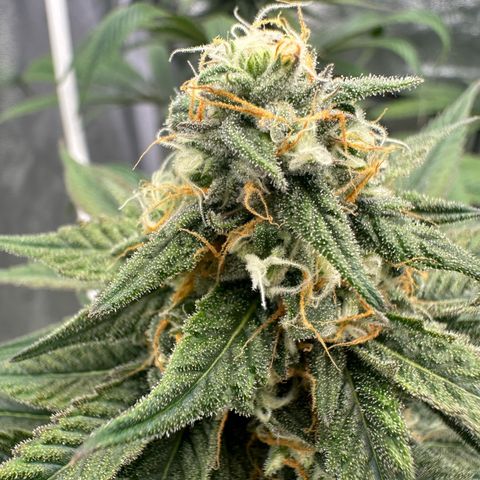 LSD growlog timeline photo