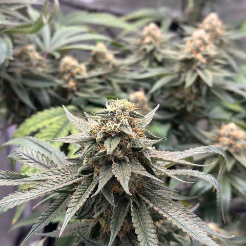 LSD growlog timeline photo