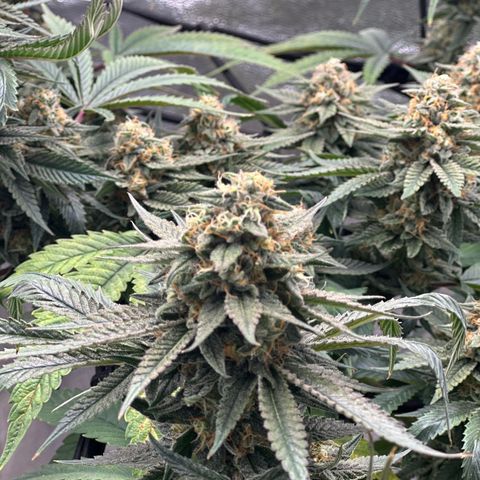 LSD growlog timeline photo