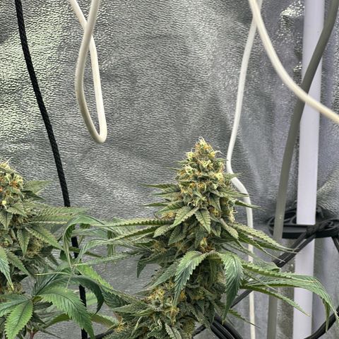 LSD growlog timeline photo