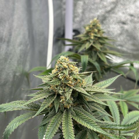 LSD growlog timeline photo