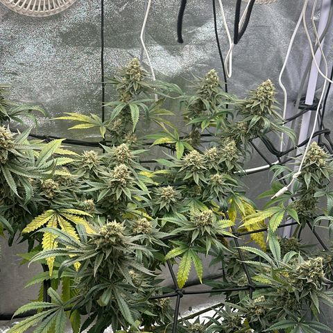LSD growlog timeline photo