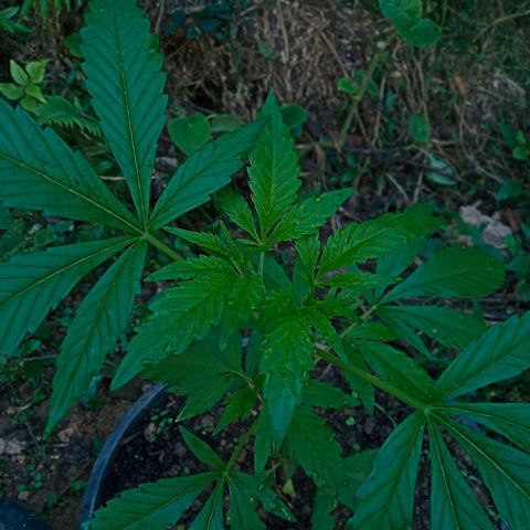 Genética desconhecida growlog photo: Resultado da poda top
