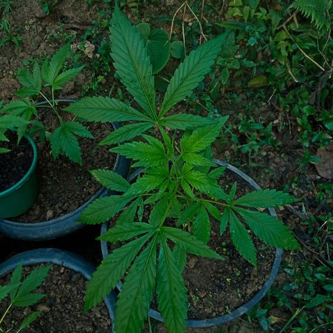 Genética desconhecida growlog timeline photo