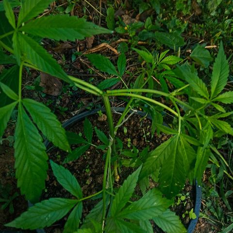 Genética desconhecida growlog photo: Foto da planta pós a aplicação do lst