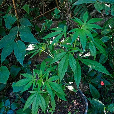Genética desconhecida growlog photo: Reação das plantas pós a aplicação do lst e poda top 