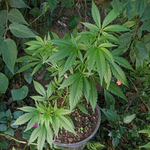 Genética desconhecida growlog timeline photo