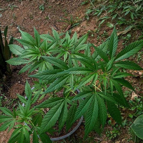 Genética desconhecida growlog timeline photo
