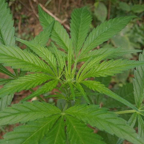 Genética desconhecida growlog timeline photo