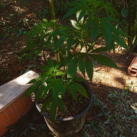 Genética desconhecida growlog timeline photo