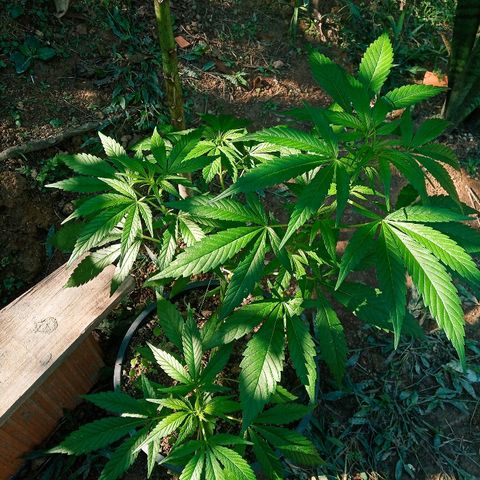 Genética desconhecida growlog timeline photo