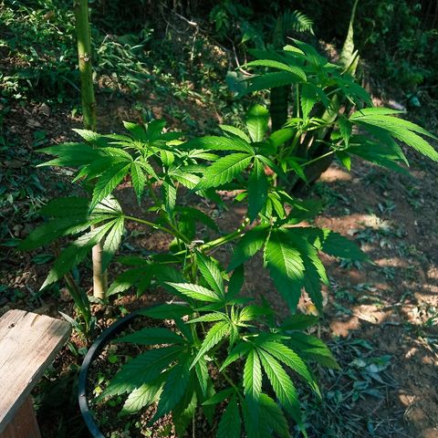 Genética desconhecida growlog timeline photo