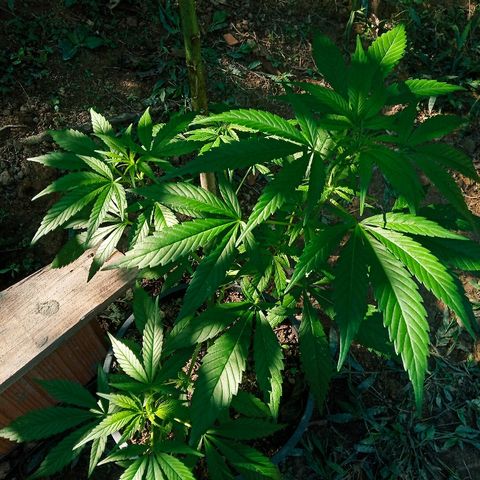 Genética desconhecida growlog timeline photo