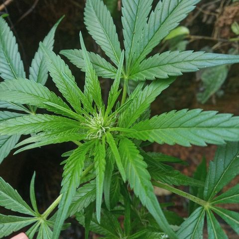 Genética desconhecida growlog timeline photo