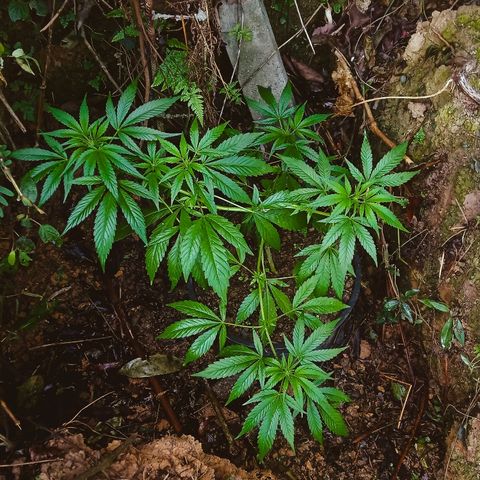 Genética desconhecida growlog timeline photo