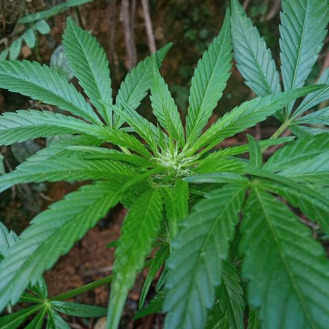 Genética desconhecida growlog timeline photo