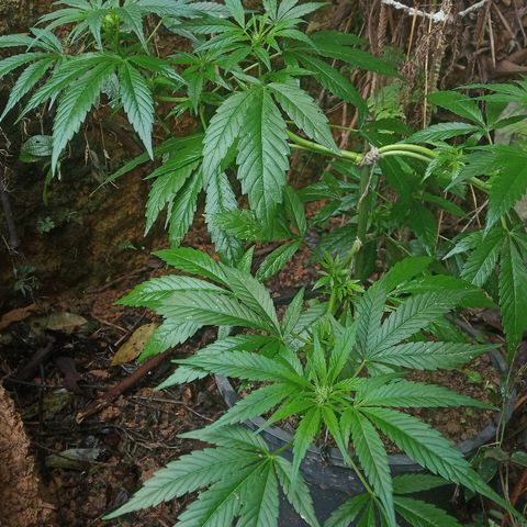 Genética desconhecida growlog timeline photo