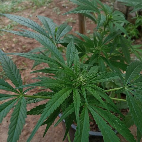 Genética desconhecida growlog timeline photo