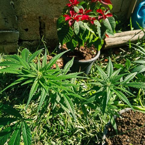 Genética desconhecida growlog timeline photo