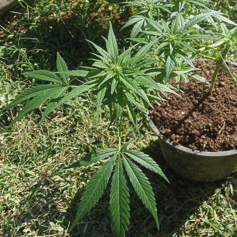 Genética desconhecida growlog timeline photo