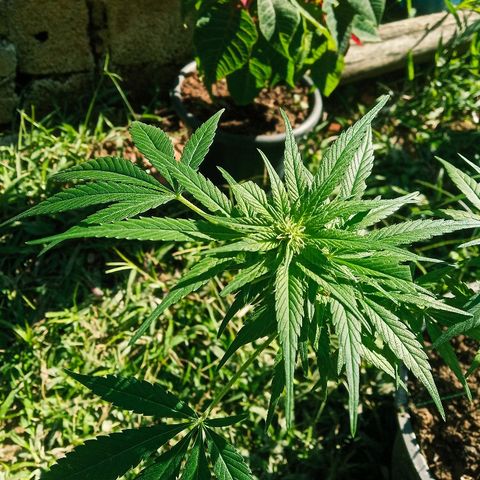 Genética desconhecida growlog timeline photo
