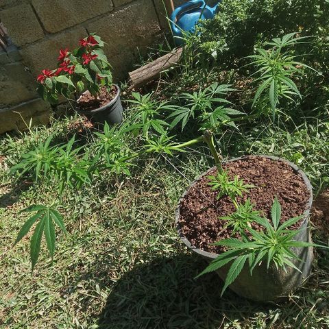 Genética desconhecida growlog timeline photo