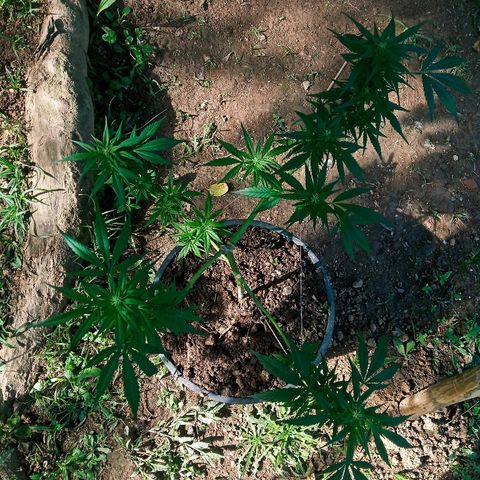 Genética desconhecida growlog timeline photo