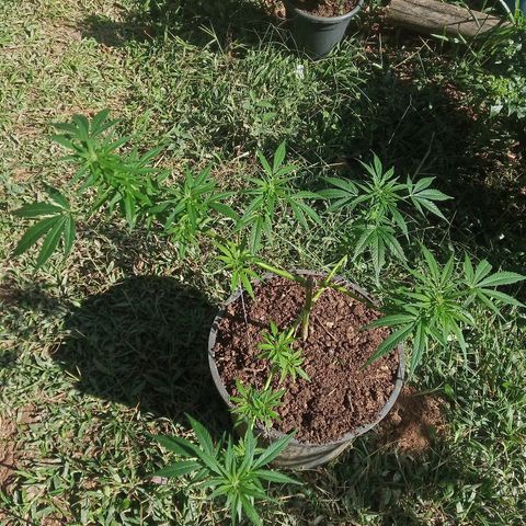 Genética desconhecida growlog timeline photo