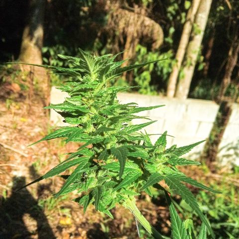 Genética desconhecida growlog timeline photo